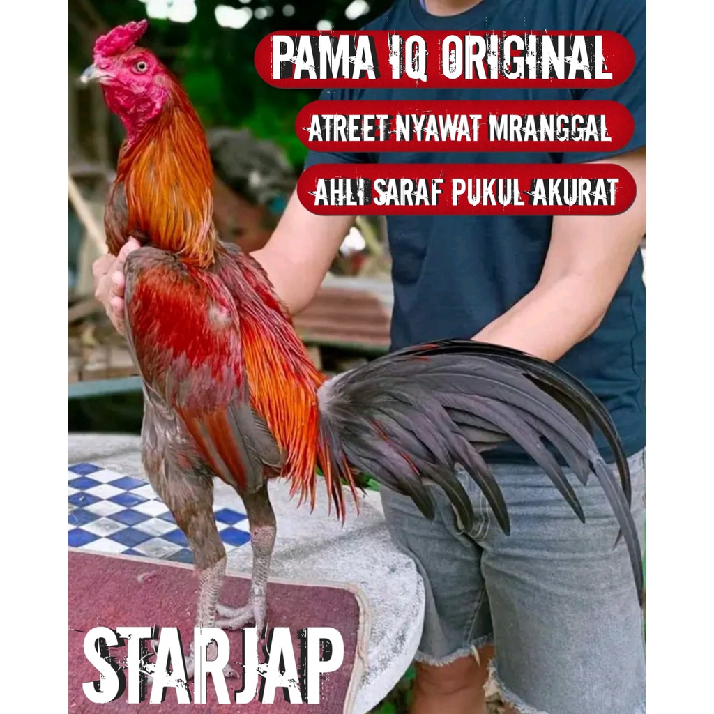 ayam bangkok super pama asli original impor thailand telur siap tetas