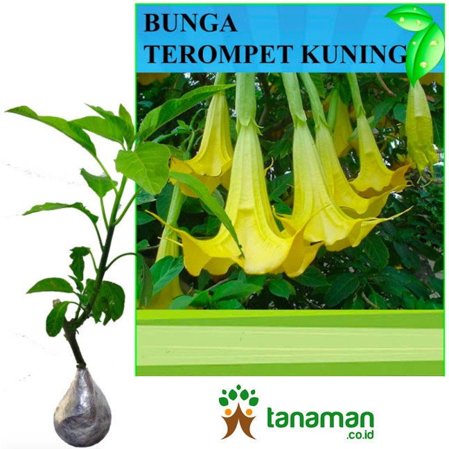 Bibit Bunga Tanaman Terompet Kuning