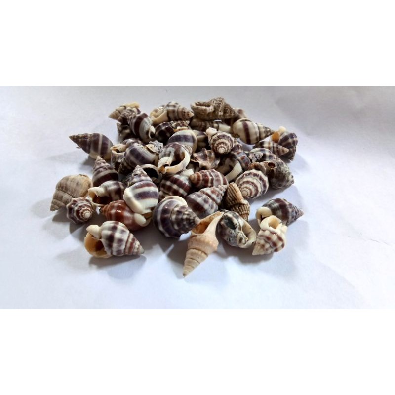 

KERANG NANAS isi 50 pcs