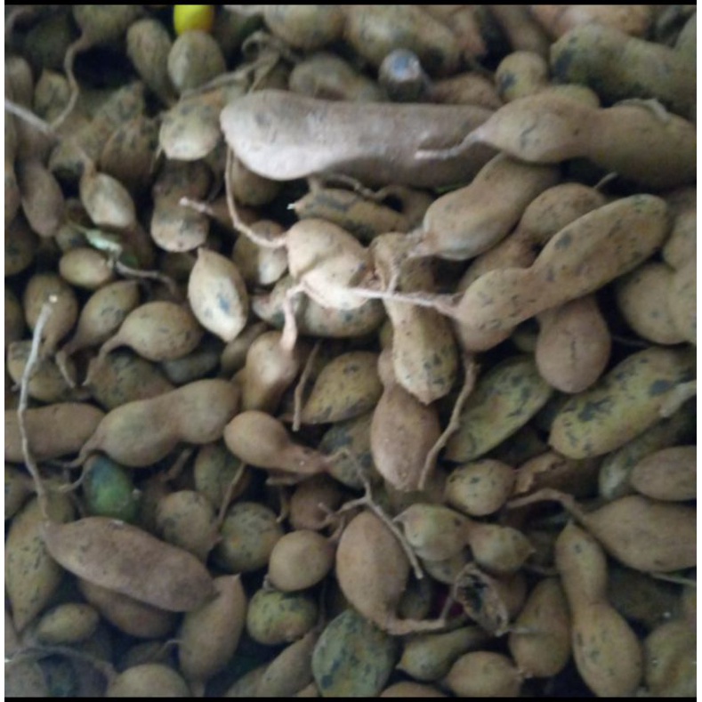 

Buah Asem kulit mentah segar fresh