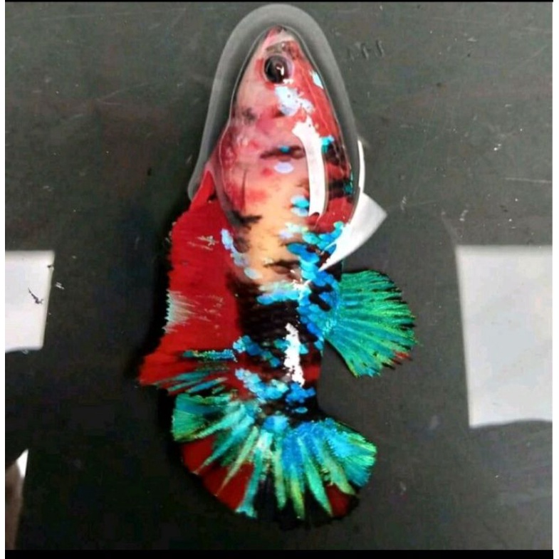 ikan cupang betina indukan full telur umur 5 bulan