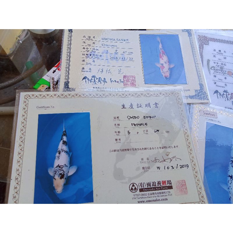 Anakan Koi Import 8-12cm