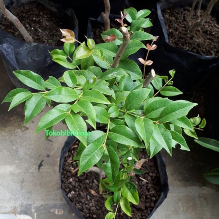 Tanaman Buah Anggur Pohon Preco