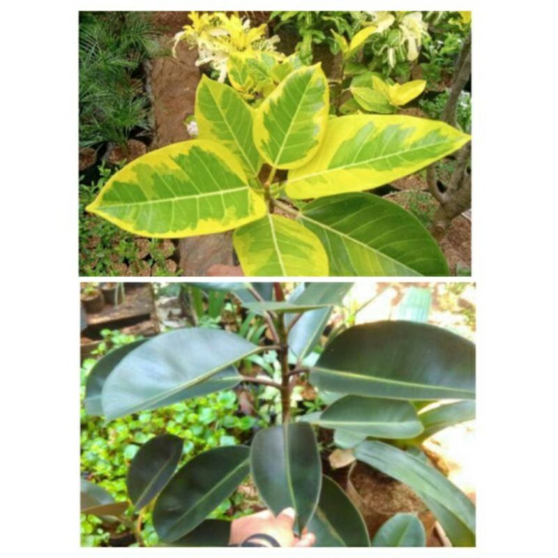 2 tanaman karet kebo / tanaman karet kebo / tanaman karet kebo varigata kuning / pohon karet kebo