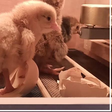 Timer Digital DH48S-S untuk Mesin Tetas Telur Otomatis untuk Mesin Tetas Telur Ayam Bebek Burung