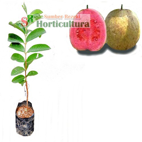 Jambu Biji MUTIARA MERAH