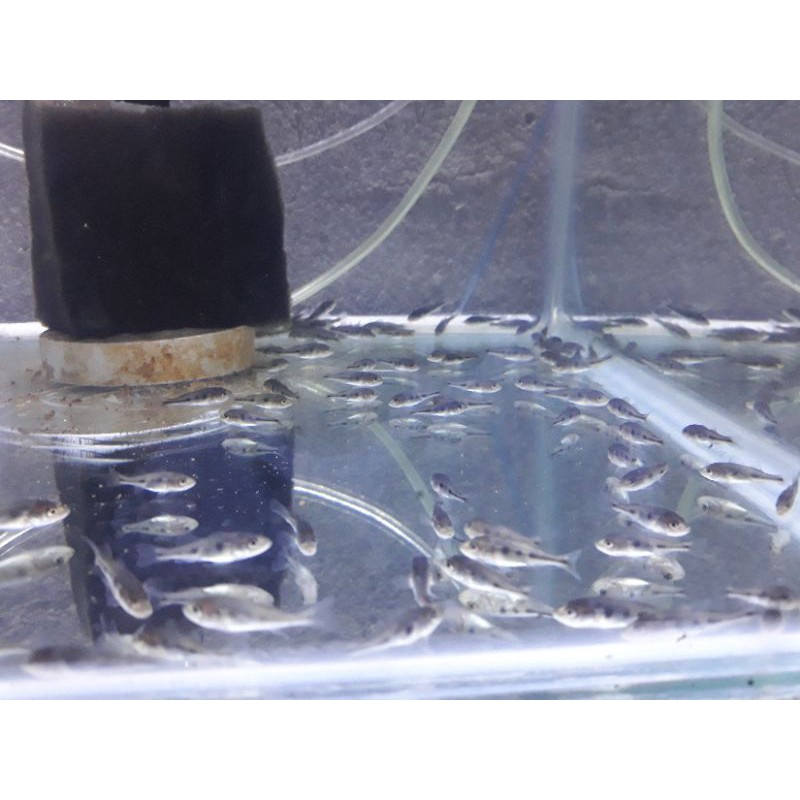 PBass Monoculus Size 1-3cm Termurah