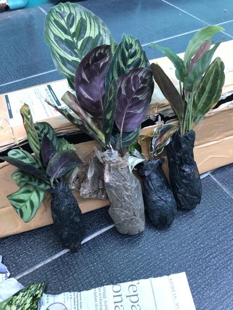 New Produck!! Tanaman Hias Calathea Sepat - Kalatea Sepat - Clathea Sepat