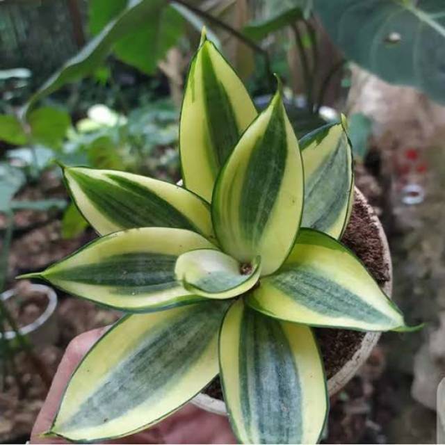 Tanaman Sensivera Mini Golden - Sensivera Kodokan