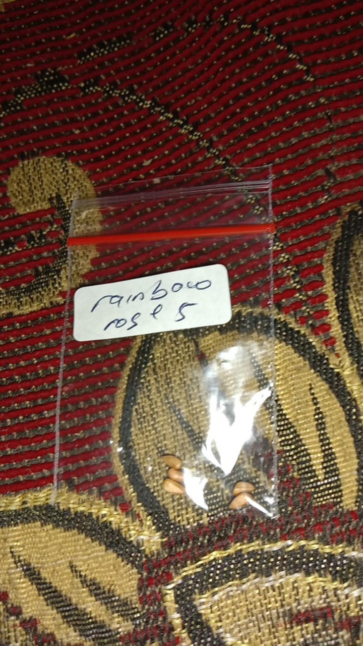 Mantap!! Benih - Bibit - Biji Bunga Rainbow Rose / Mawar Pelangi Ayo Beli