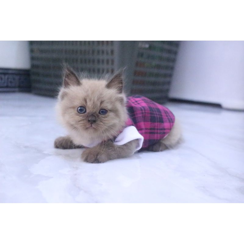 Kaos rumahan kode #1928 lucu untuk kucing dan anjing / baju kucing murah size S M L XL