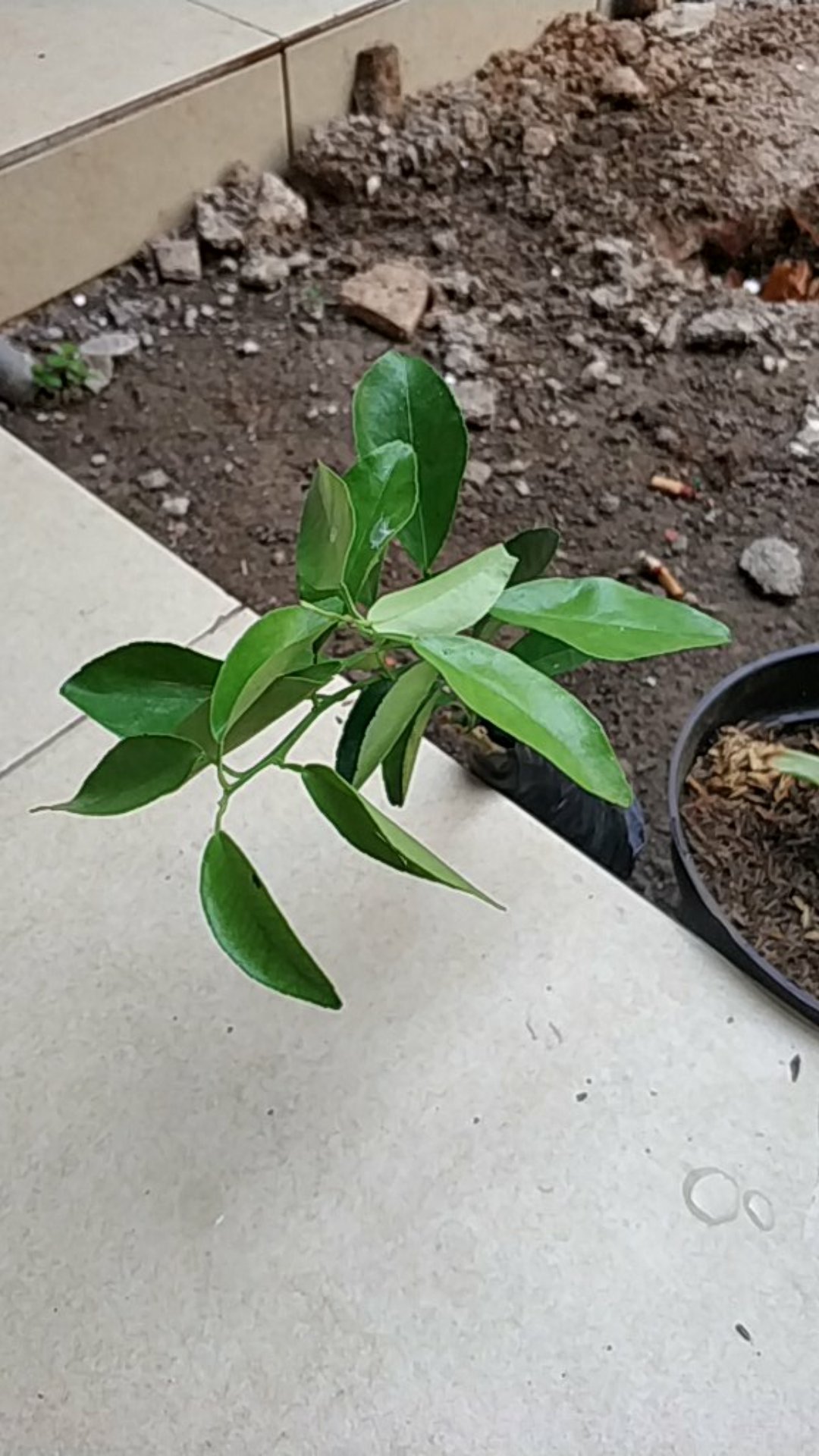 Bibit Jeruk Chokun Madu Manis Jeruk Chokun Thailand Okulasi