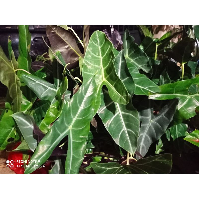 Alocasia longiloba serat timbul/ keladi Kuping kelinci /Alocasia amazon lokal/ alocasia silver