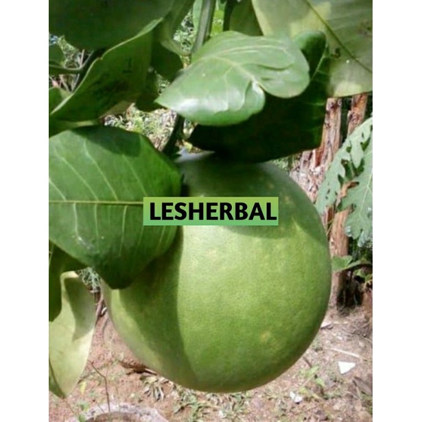 daun jeruk bali segar 500gram