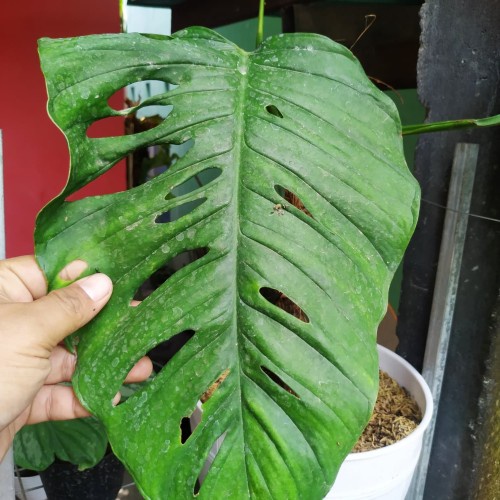 TANAMAN JANDA BOLONG JUMBO BUNGA MONSTERA JANDA BOLONG