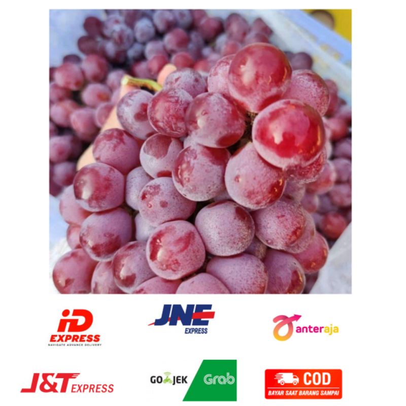 

Anggur Import Fresh Wiranilo Padang