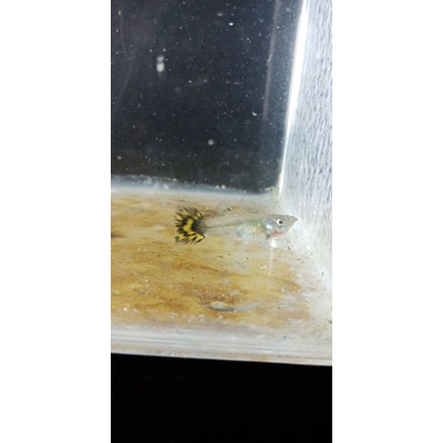 ikan guppy TOP MEDUSA ROUNDTAIL