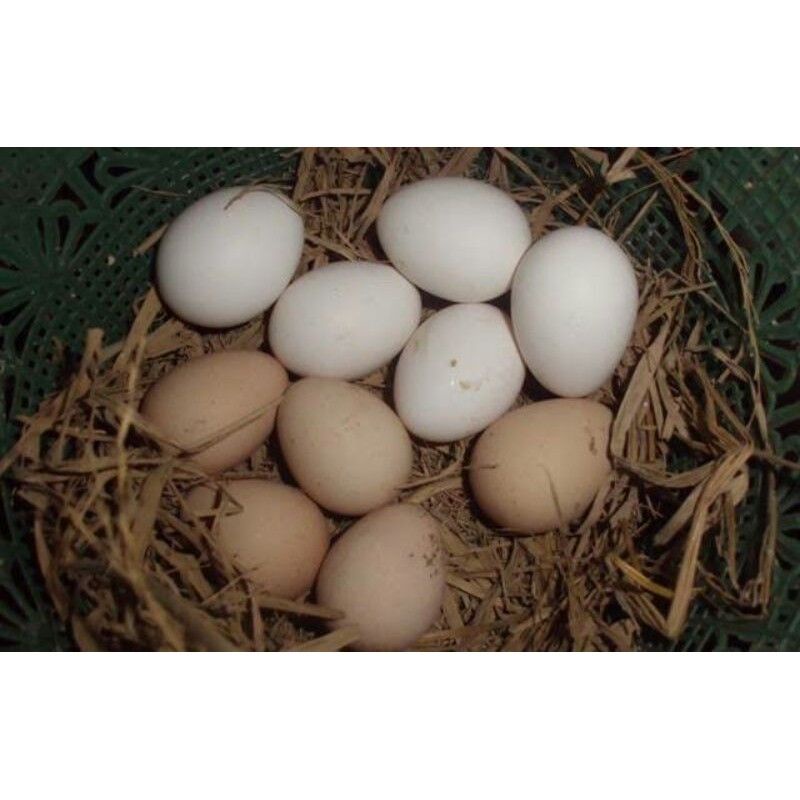 Telur Ayam Bangkok Silang Pejantan Pakhoy