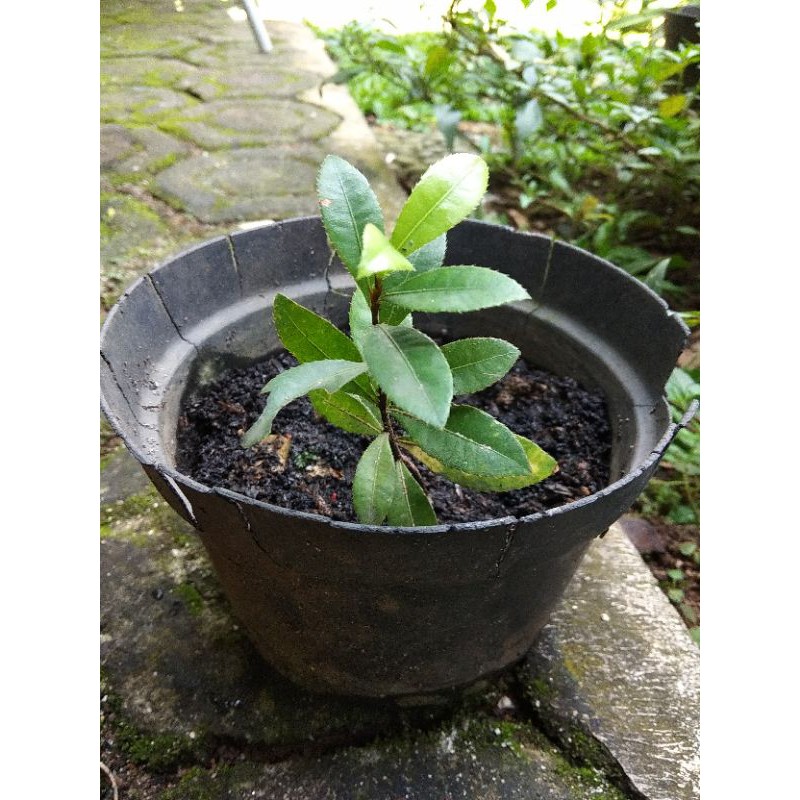 Tanaman Wahyu Tumurun