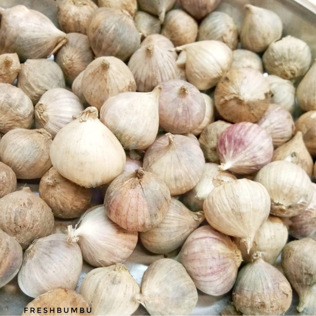 

BAWANG TUNGGAL/LANANG
