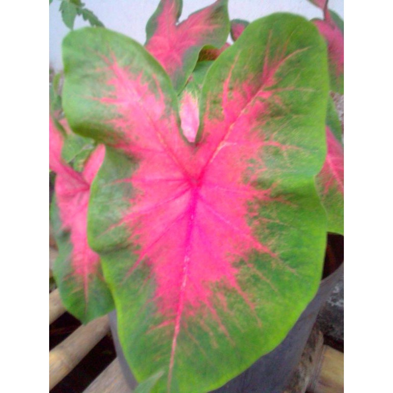 Keladi Pink Love-keladi pink