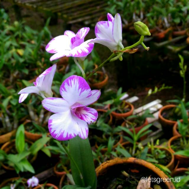 Anggrek Dendrobium Enobi Splash
