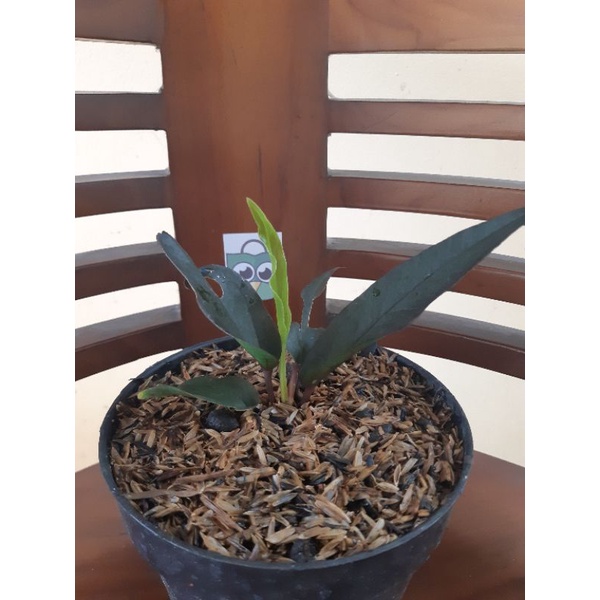 anthurium keris black. koleksian