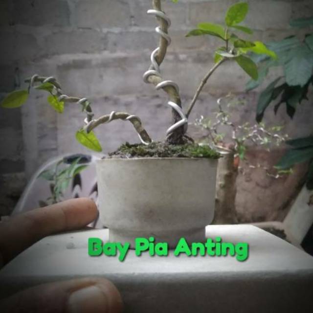 Bonsai Mame