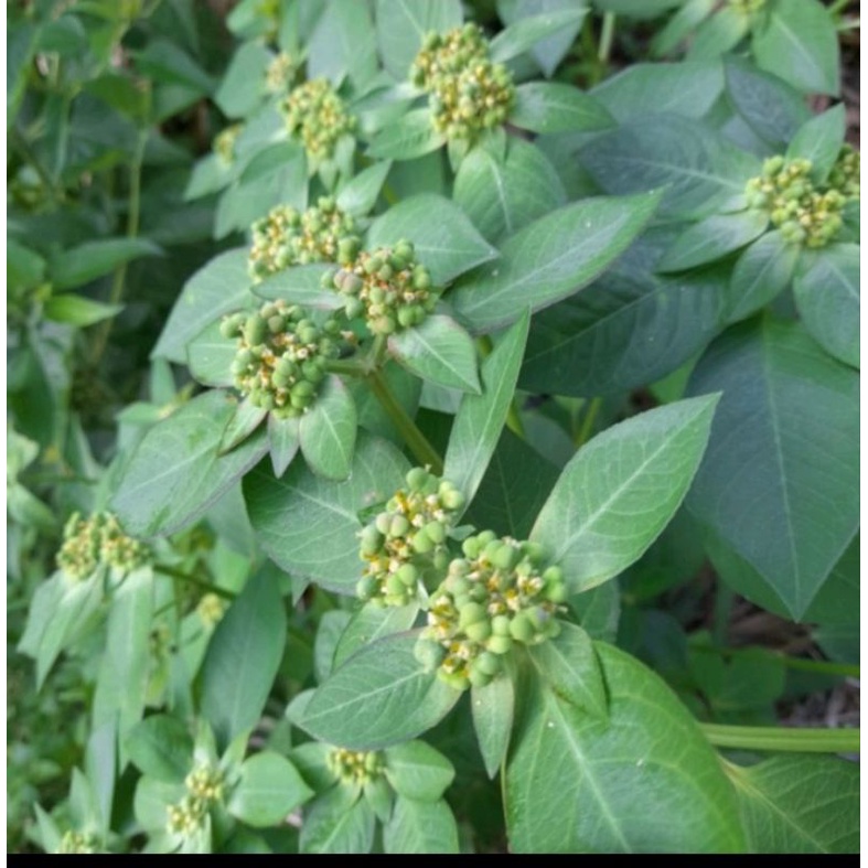 

Daun sena/ katemas