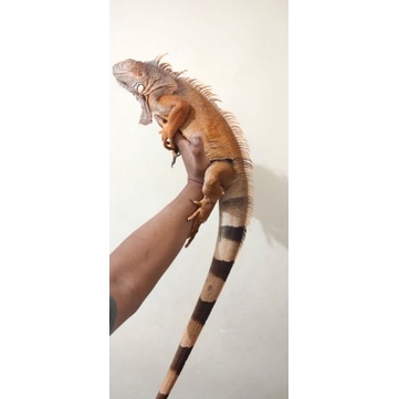 iguana red not green albino hypo blue(SOLD)