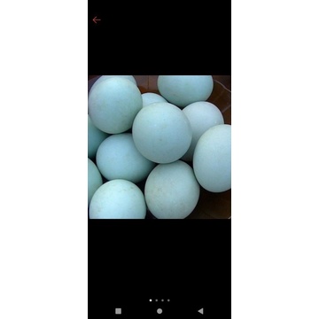 

Telur bebek mojosari, dijamin kualitasnya