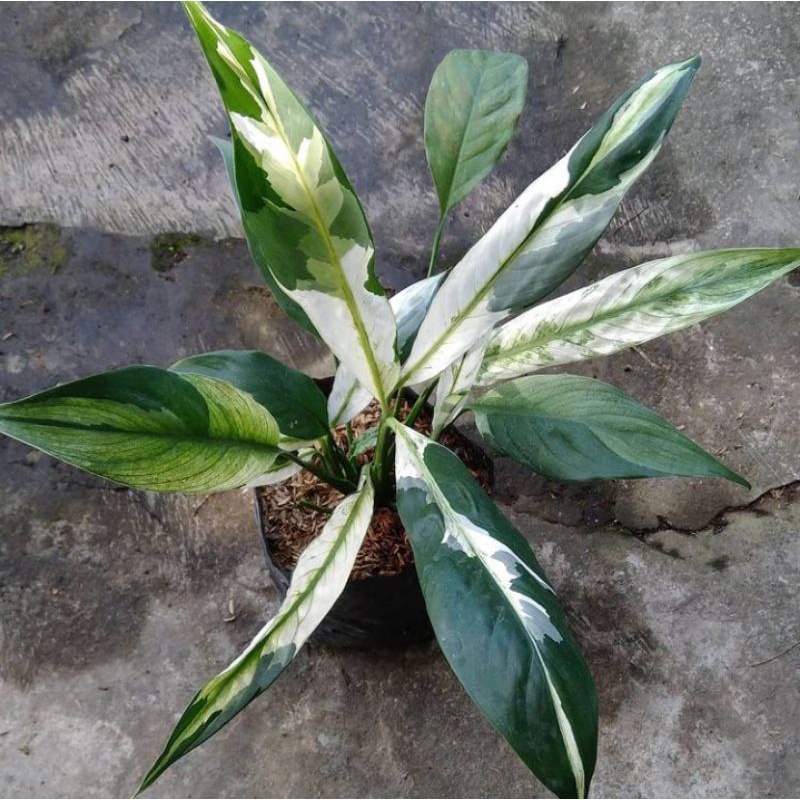 BISA COD Tanaman hias peace lily domino peace lily varigata