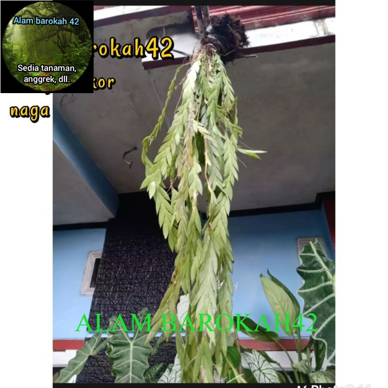 tanaman hias kumpai kelabang / ekor naga