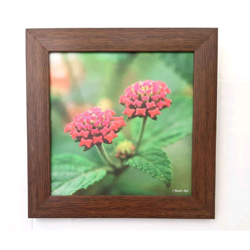 Foto Bunga Lantana Camara