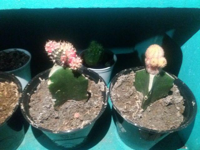 Paket Hemat 3 Pcs Plus Pot