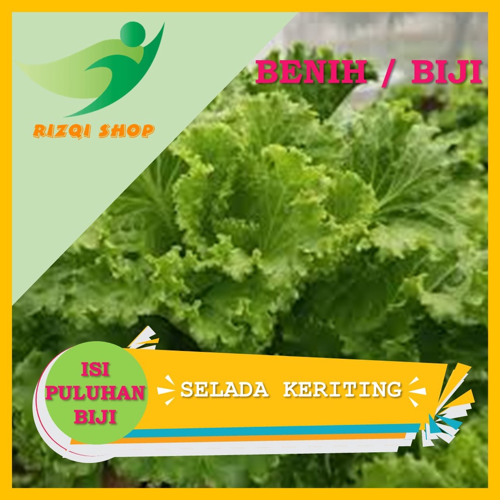 benih bibit selada keriting unggul