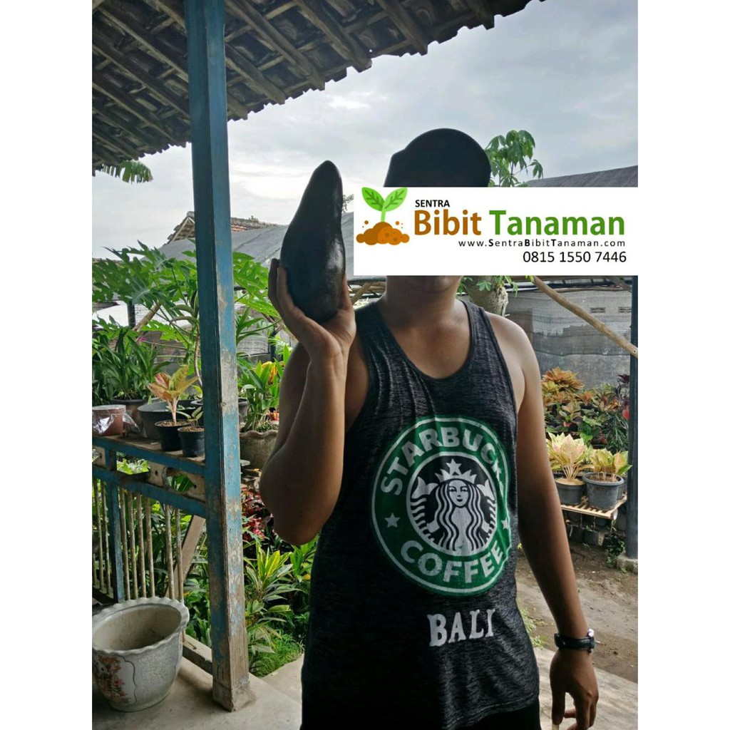 Frtn Bibit Apokat Aligator Murah