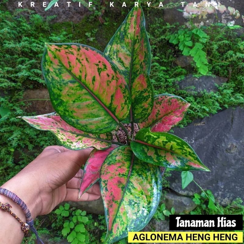 tanaman hias aglaonema hengheng | aglaonema hengheng