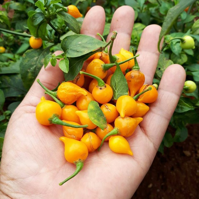 Benih Bibit Biji - Cabai Yellow Chupetinho Cabe Susu Bali Kuning Sisca Kohl Pepper Seeds - IMPORT