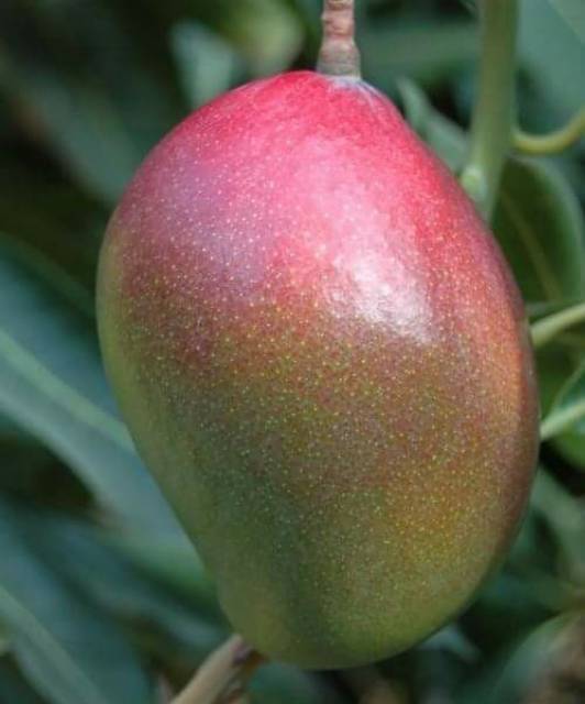 

Mangga kasturi
