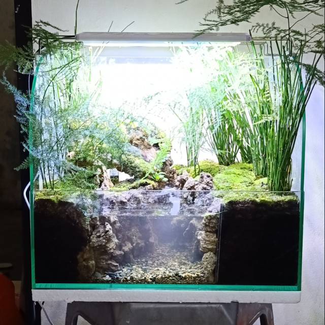 18 Aquascape Tema Hutan Bambu Gif Teknologi Dan Alamiah