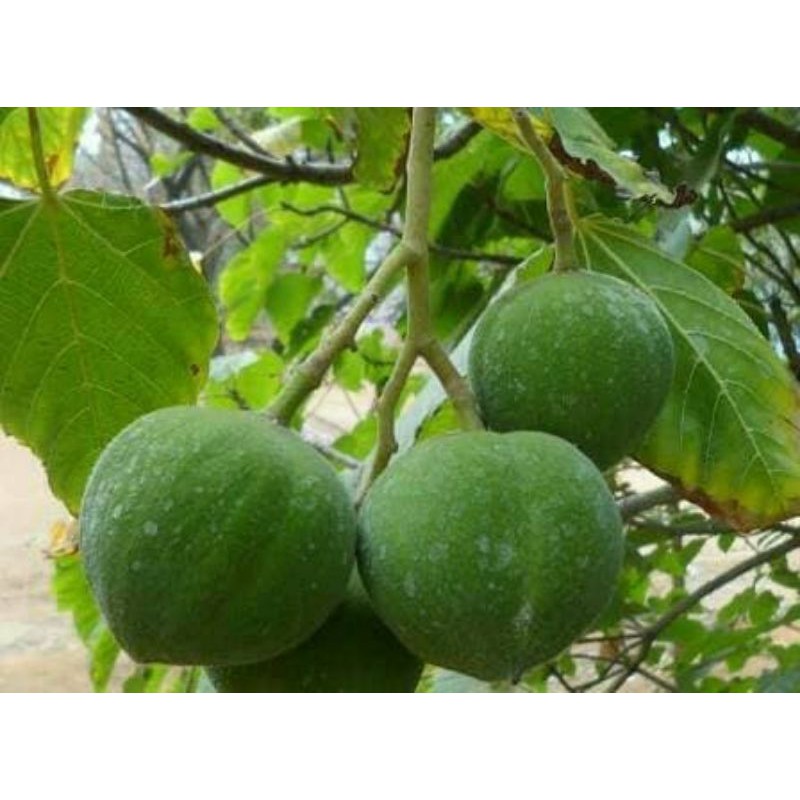 

buah kemiri muda pres 1kg