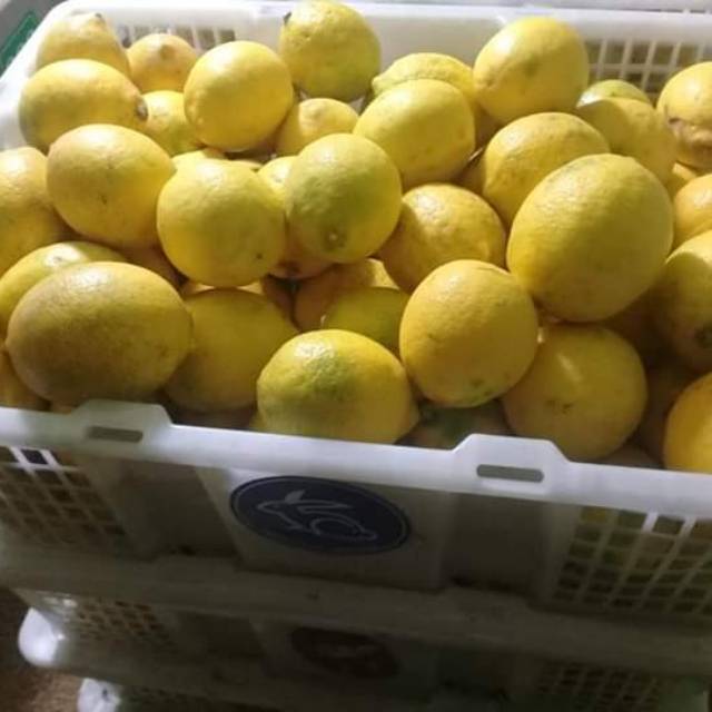 

Lemon California segar 1kg