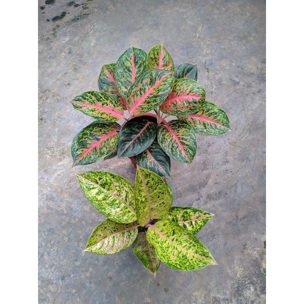 paket aglonema bigpapa rumpun2,bigroy