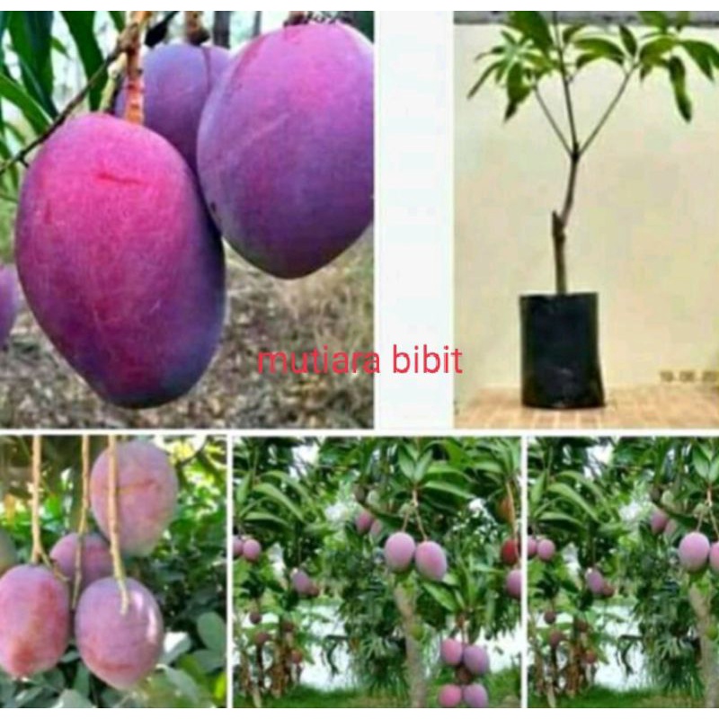 Stok Baru Bibit Mangga Irwin 1 Meter Kualitas Bagus