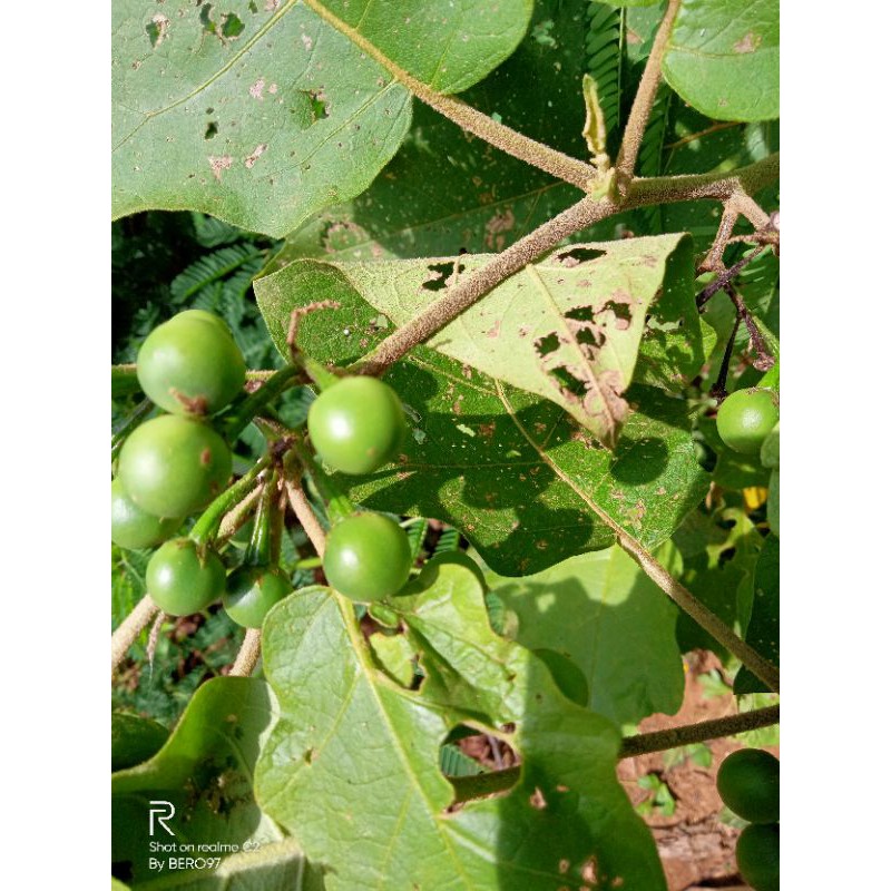 

buah cepokak/tekokak 500grm
