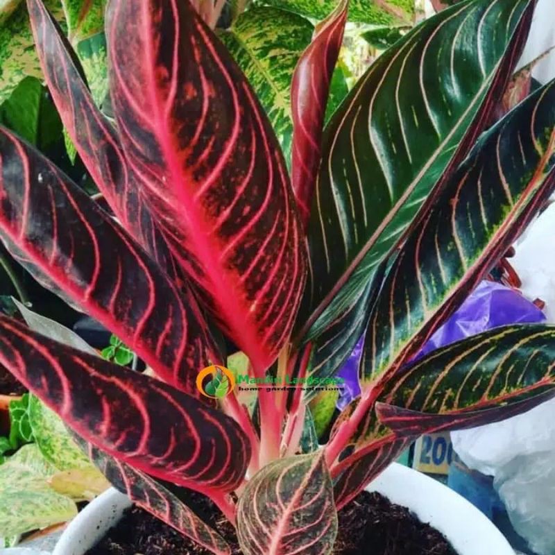 Bonggol aglonema red sumatra