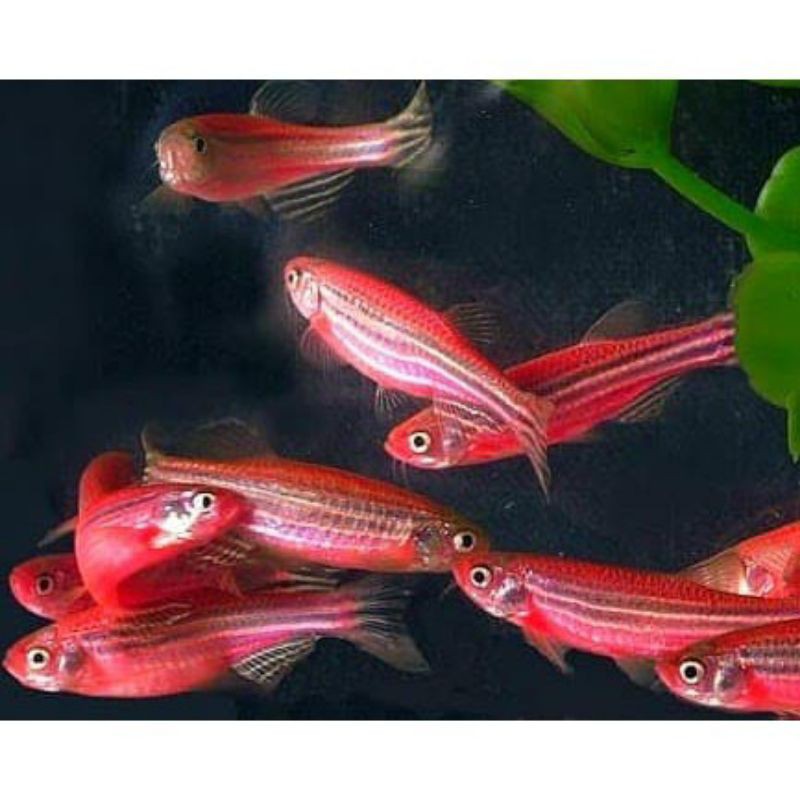 

ikan hias zebra red danio
