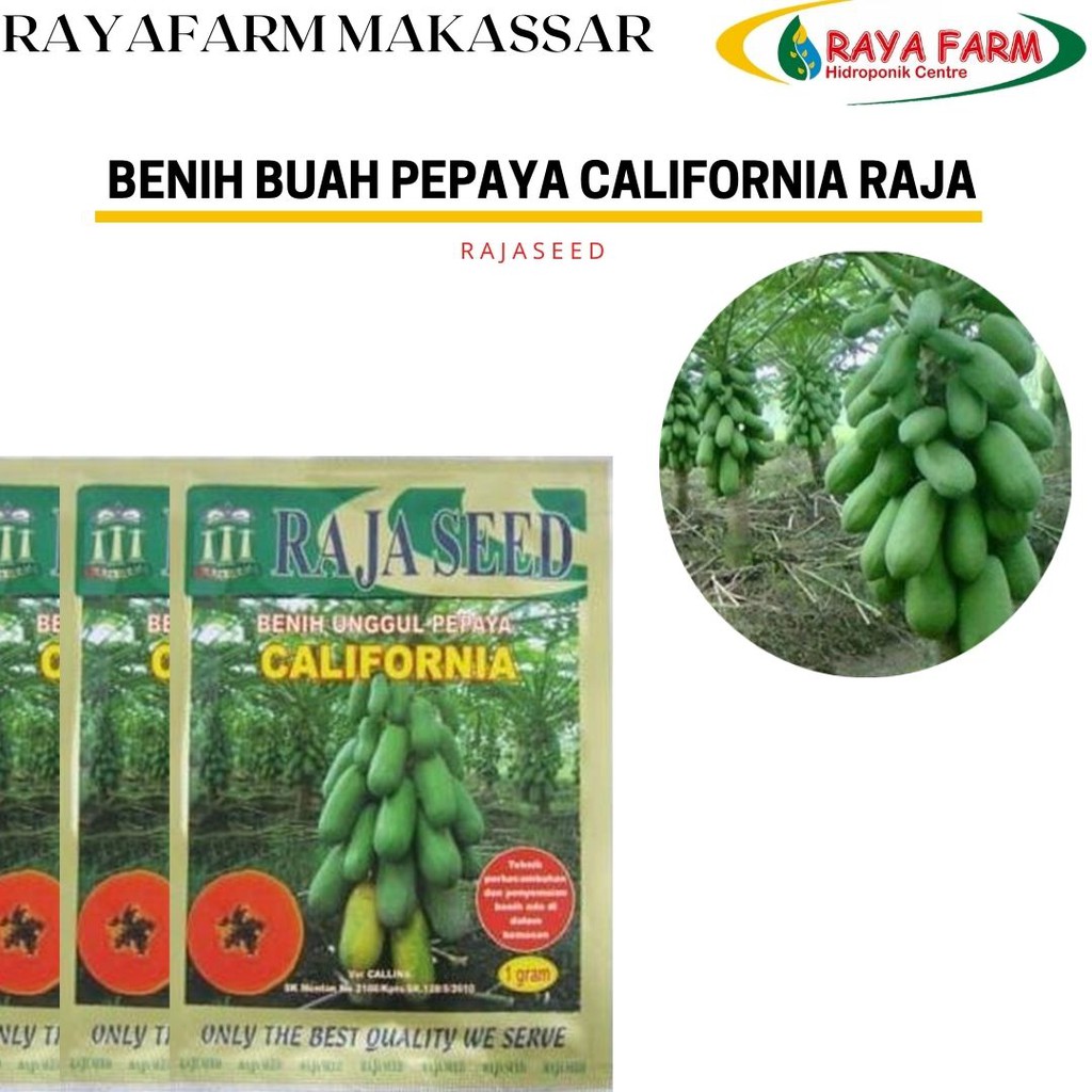 BENIH PEPAYA CALIFORNIA RAJA SEED