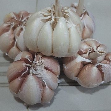 

bawang putih banci
